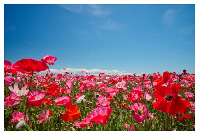 red weed field