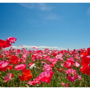 red weed field