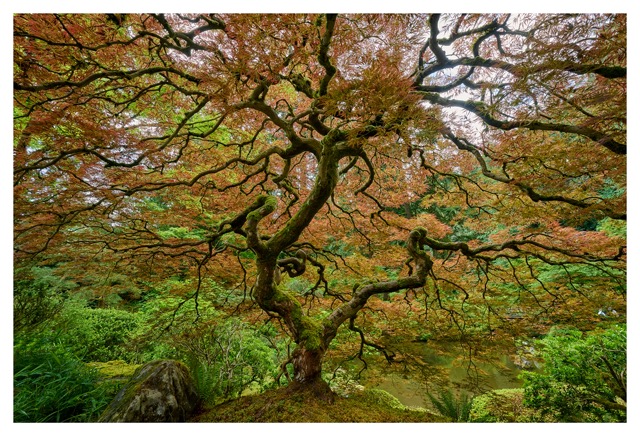 Japanese garden Portland