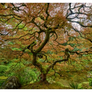 Japanese garden Portland